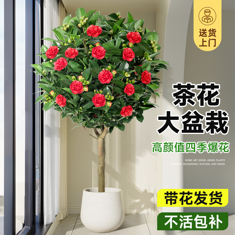 山茶花盆栽带花苞客厅室内大型绿植物四季开花特大号客厅落地真花