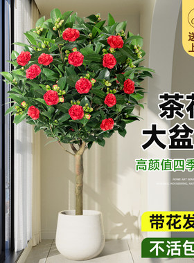 山茶花盆栽带花苞客厅室内大型绿植物四季开花特大号客厅落地真花