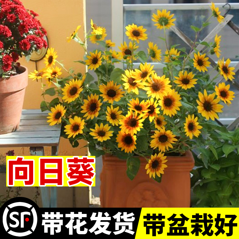 光辉岁月向日葵盆栽带花苞小苗四季开花太阳花室内外阳台绿植花卉 鲜花速递/花卉仿真/绿植园艺 时令草本花卉 原图主图