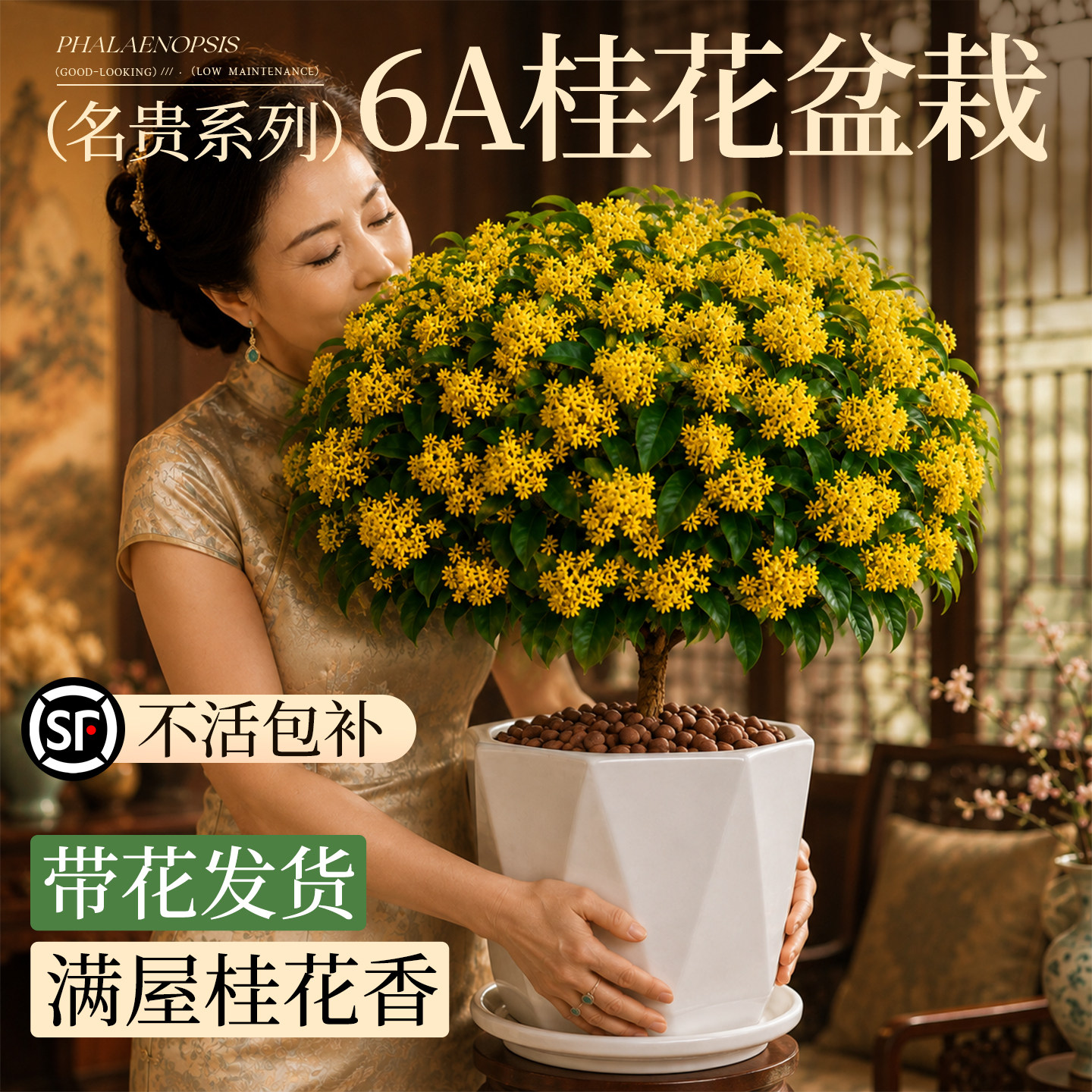 【名贵系列】桂花盆栽不活包赔图片