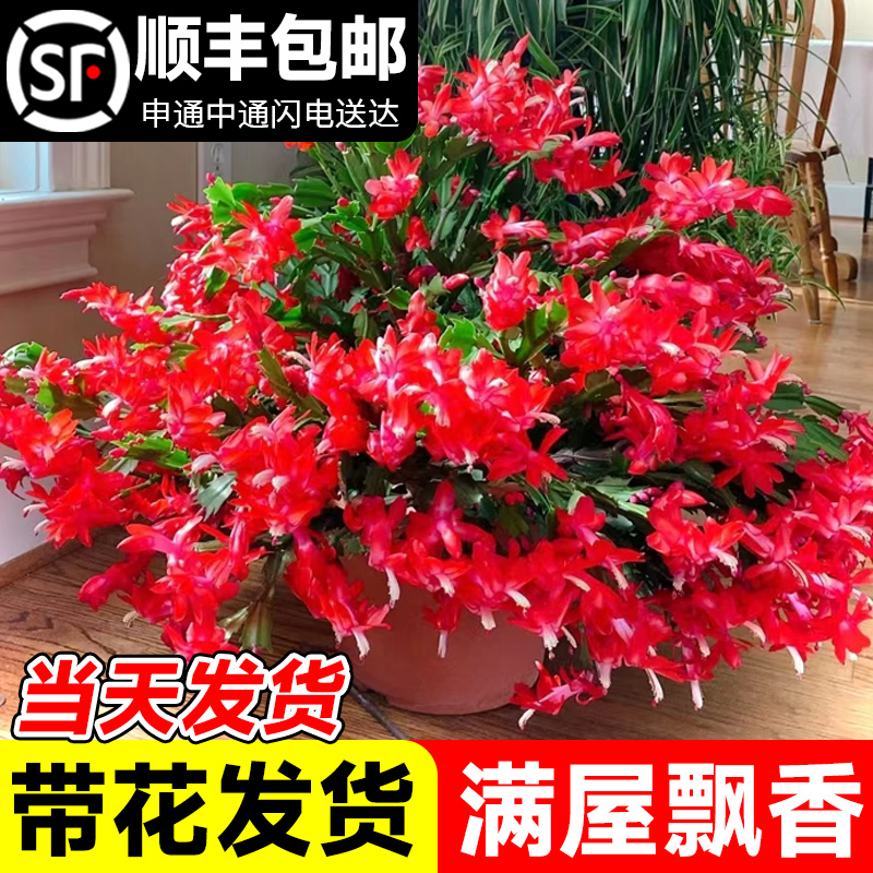 蟹爪兰盆栽带花苞新品嫁接重瓣花卉植物室内花名贵蟹爪莲四季开花