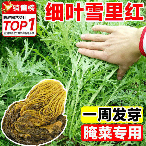 细叶雪里红蔬菜种孑秋冬季雪里蕻