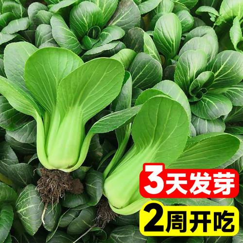 上海青菜种籽3天发芽2周开吃
