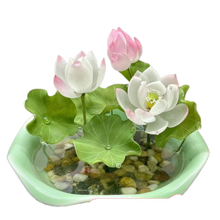 多季开花真正的碗莲种籽子水培植物室内水养花卉盆景绿植睡莲荷花