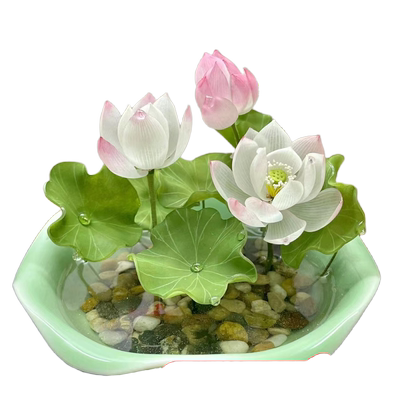 真碗莲种籽子真的能开花室内水养