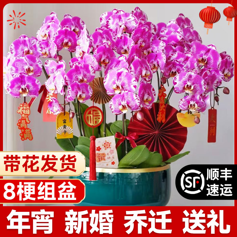 大盆蝴蝶兰盆栽带花苞花剑年宵礼