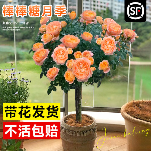 棒棒糖果汁阳台月季树桩开花卉浓香多头玫瑰红果汁苗室内四季盆栽