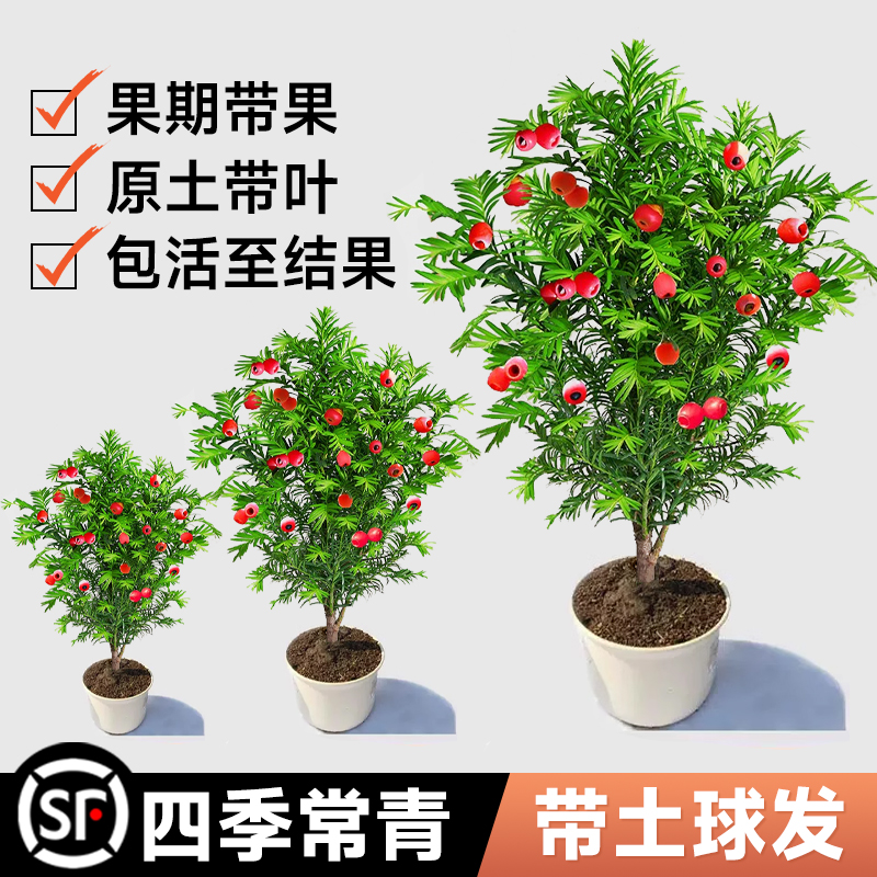 红豆杉树苗盆栽大树盆景植物花卉阳台室内好养绿植四季常青吸甲醛