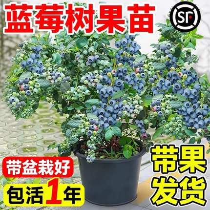 蓝莓树果苗盆栽蓝梅树苗带大果草莓室内耐寒南北方车厘子四季结果