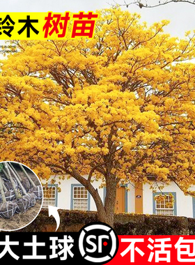 黄花风铃木树苗大树紫花盆栽别墅庭院行道四季名贵风景树绿化植物