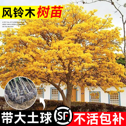 黄花风铃木树苗大树紫花植物盆栽