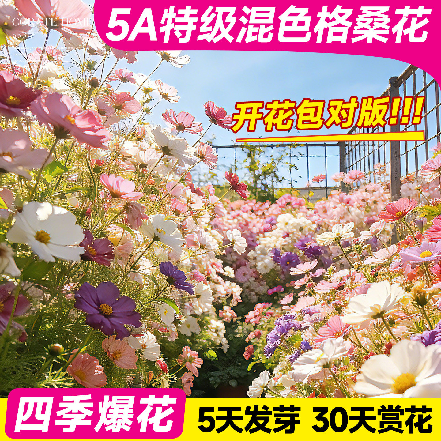 格桑花籽种子野花组合太阳花种孑重瓣波斯菊室外四季播种开花种子