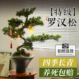 正宗罗汉松盆景老桩大树苗庭院造型树金钻迎客松室内桌面四季好养