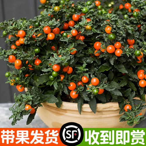 【珊瑚豆】吉庆果冬珊瑚四季盆栽