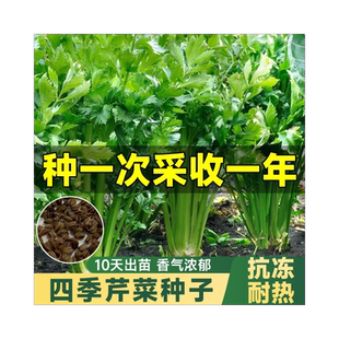 芹菜种子四季小香芹种孑阳台种植蔬菜籽种庭院西芹秋冬菜苗秧高产