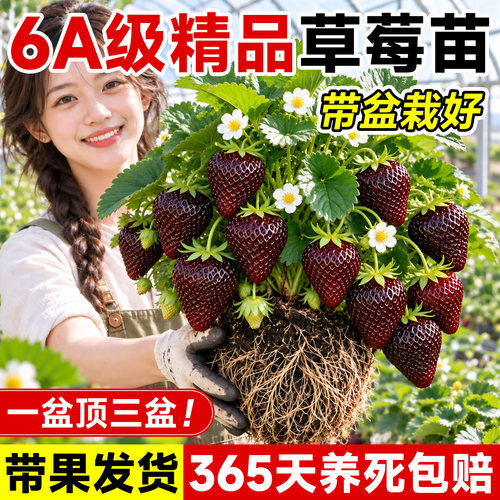 【包成活包爆果】黑草莓苗盆栽