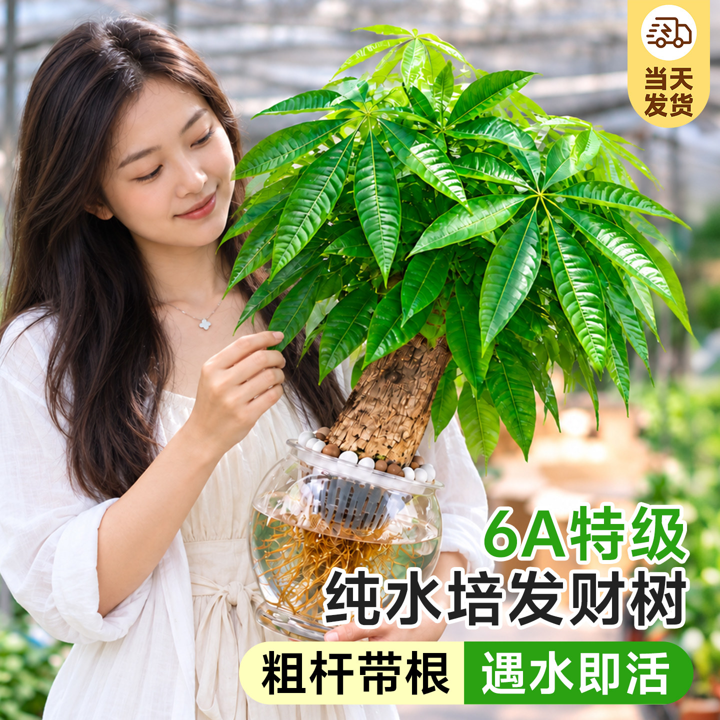 纯水培发财树玻璃瓶盆栽室内办公室单杆三杆大棵水养绿植纯净无土