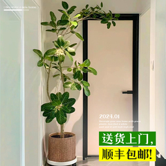 网红孟加拉榕盆栽大型绿植黄金榕高山榕树室内客厅落地橡皮面包树