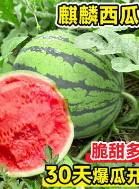 麒麟西瓜苗脆甜爆汁！30天开吃
