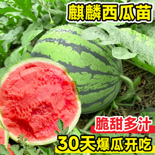 麒麟西瓜苗秧嫁接8424西瓜种籽南方阳台盆栽无籽懒汉水果西瓜秧苗