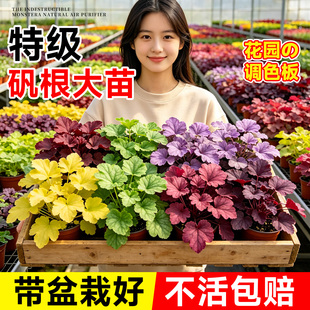 矾根花苗盆栽云南花镜植物耐阴耐寒庭院绿化植被四季好养观叶花卉
