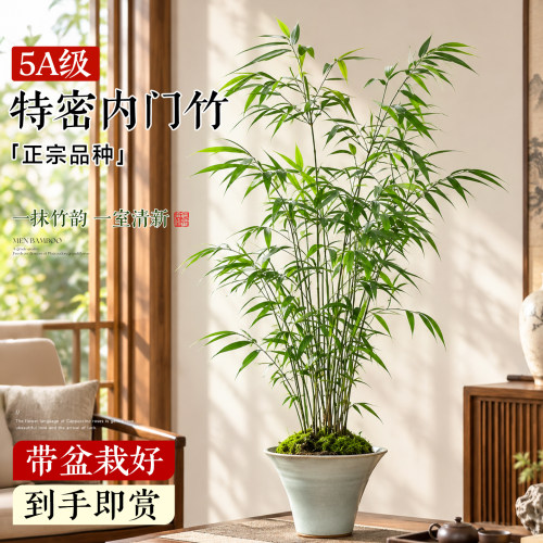 正宗内门竹盆栽四季常青好养
