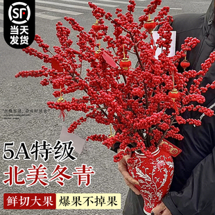 北美冬青红果真花水培鲜花新年盆栽室内鲜切银柳鲜枝年宵花卉水养