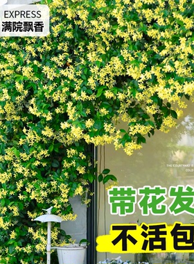 黄色风车茉莉爬藤植物大苗盆栽老桩垂丝粉四季耐寒开花卉阳台庭院