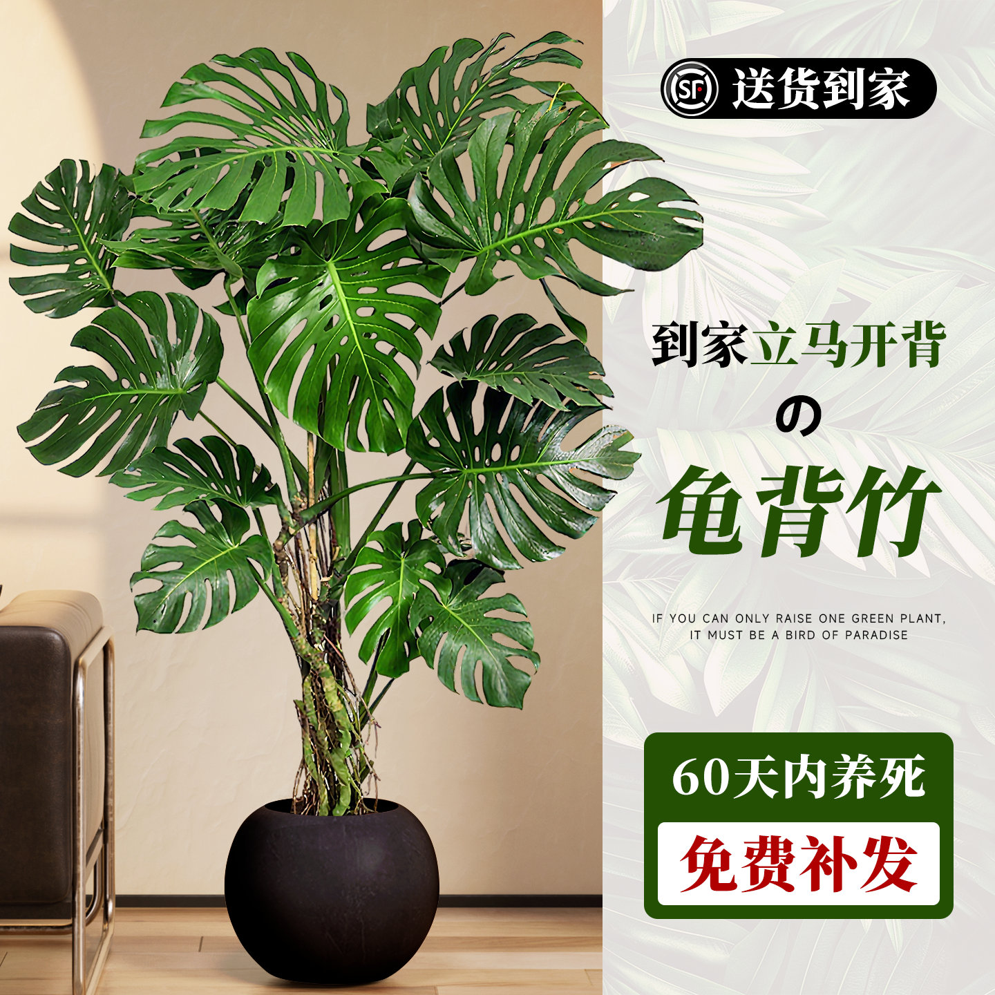 【老桩提跟】龟背竹大叶开背