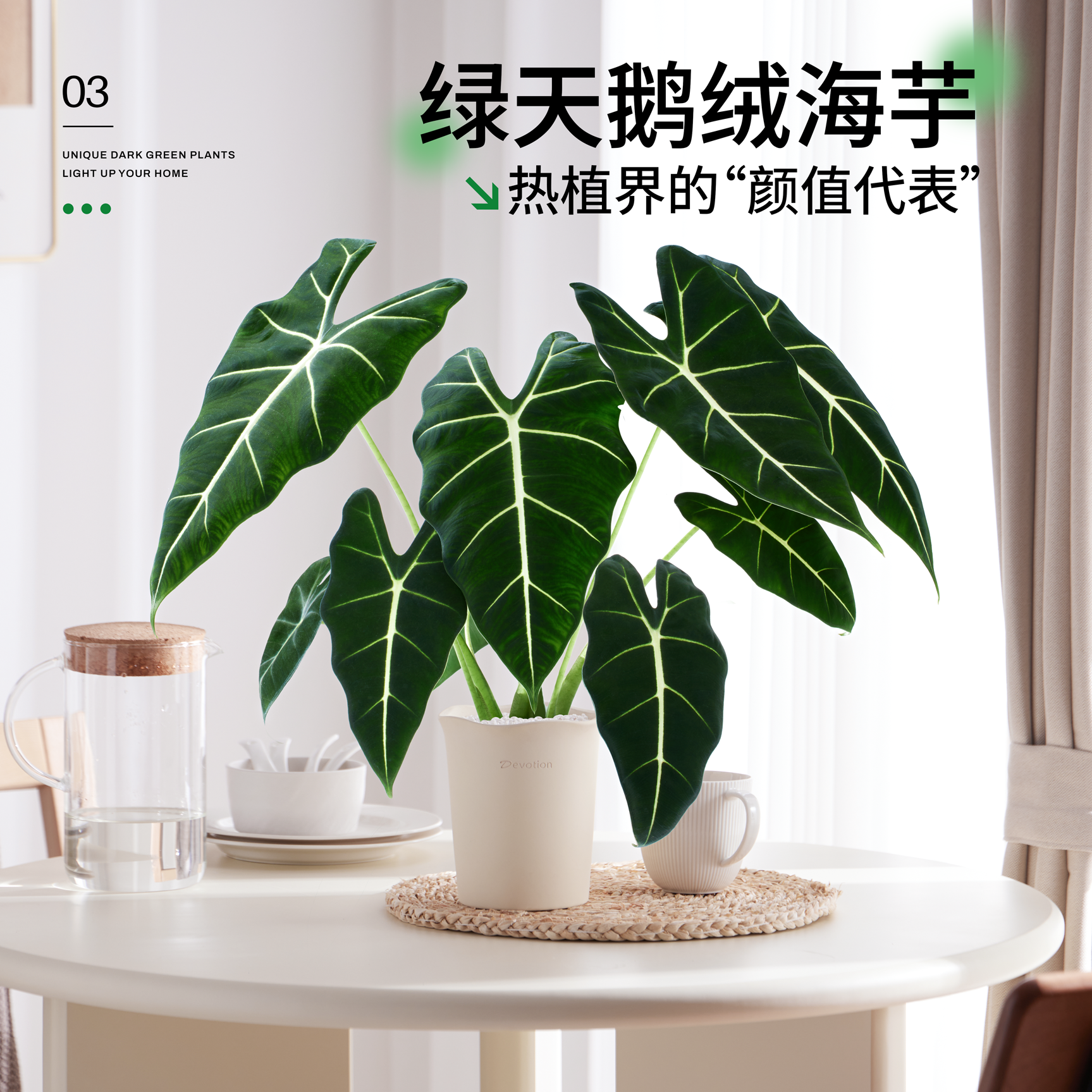 绿天鹅绒海芋盆栽天鹅绒绿植客厅