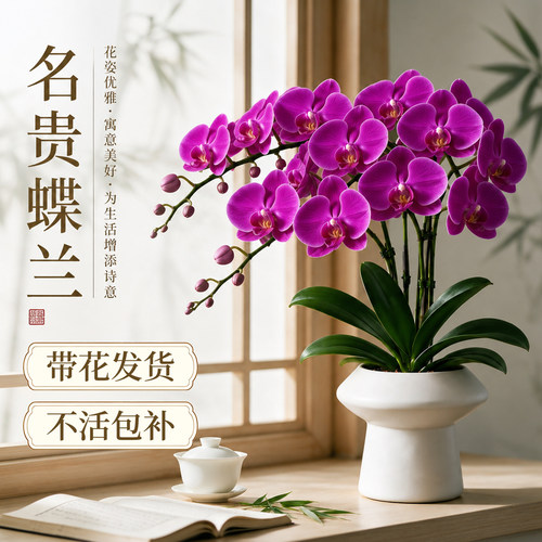 特级带花蝴蝶兰到手即赏