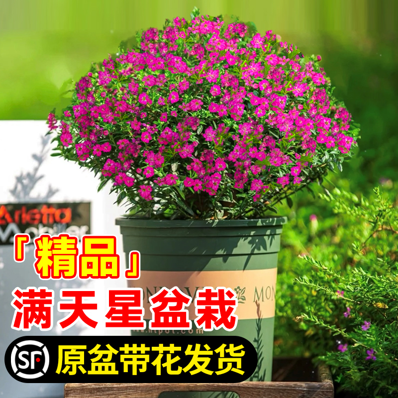 满天星盆栽带花苞四季开花卉植物