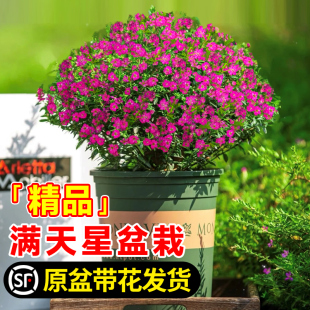 满天星盆栽带花苞四季开花卉植物室内鲜花苗客厅阳台绿植懒人网红
