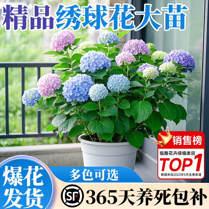 绣球花苗多季开花盆栽室内阳台庭院带花苞植物耐寒老桩绿植花卉秀,鲜花速递/花卉仿真/绿植园艺,时令草本花卉,淘宝优惠券,粉丝福利购,淘宝优惠卷