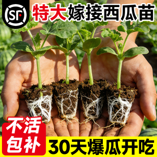 麒麟西瓜苗嫁接西瓜苗秧8424黑皮无籽美都懒汉阳台盆栽水果蔬菜苗