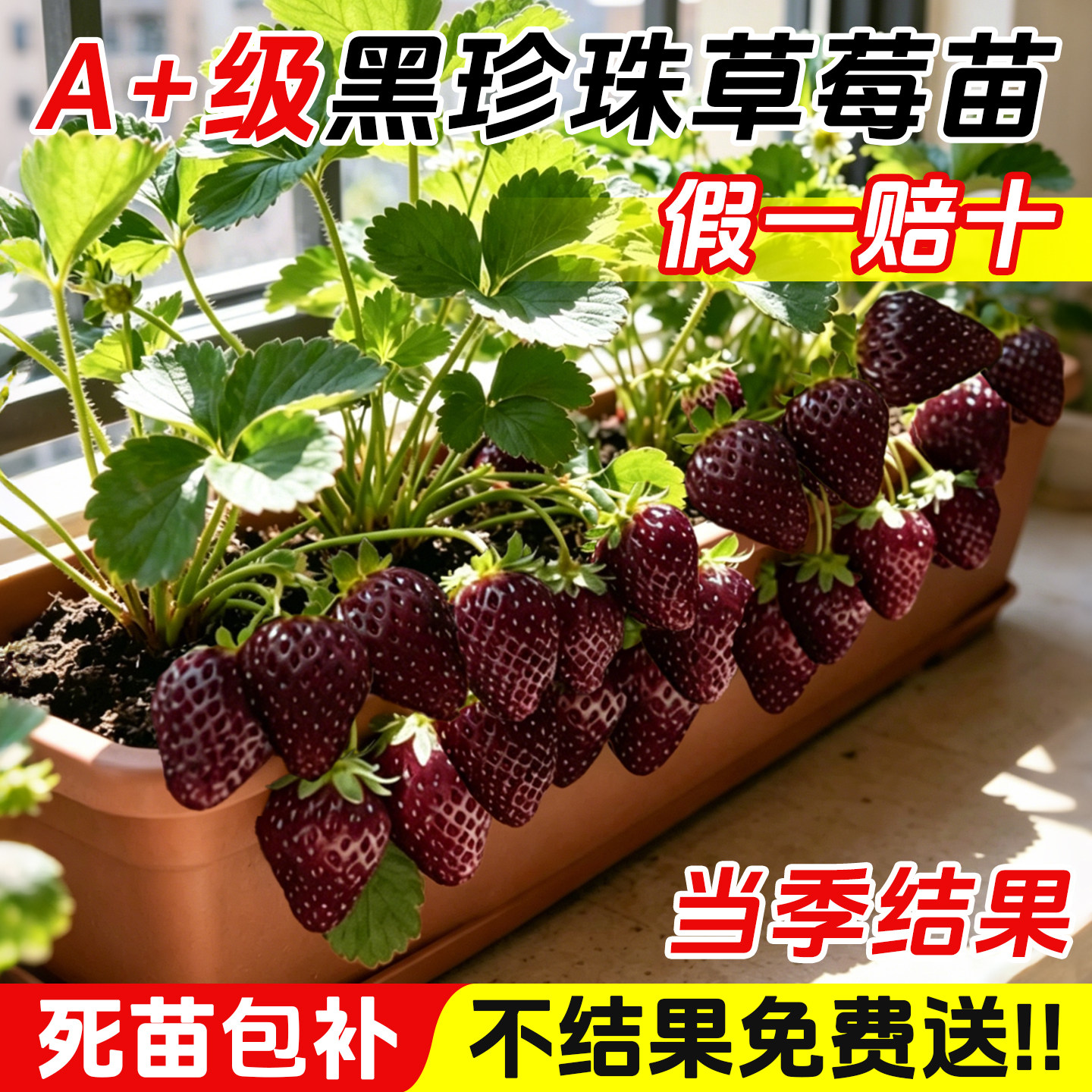 黑珍珠草莓苗秧四季结果阳台盆栽真红美玲带土新种苗脱土特大果苗