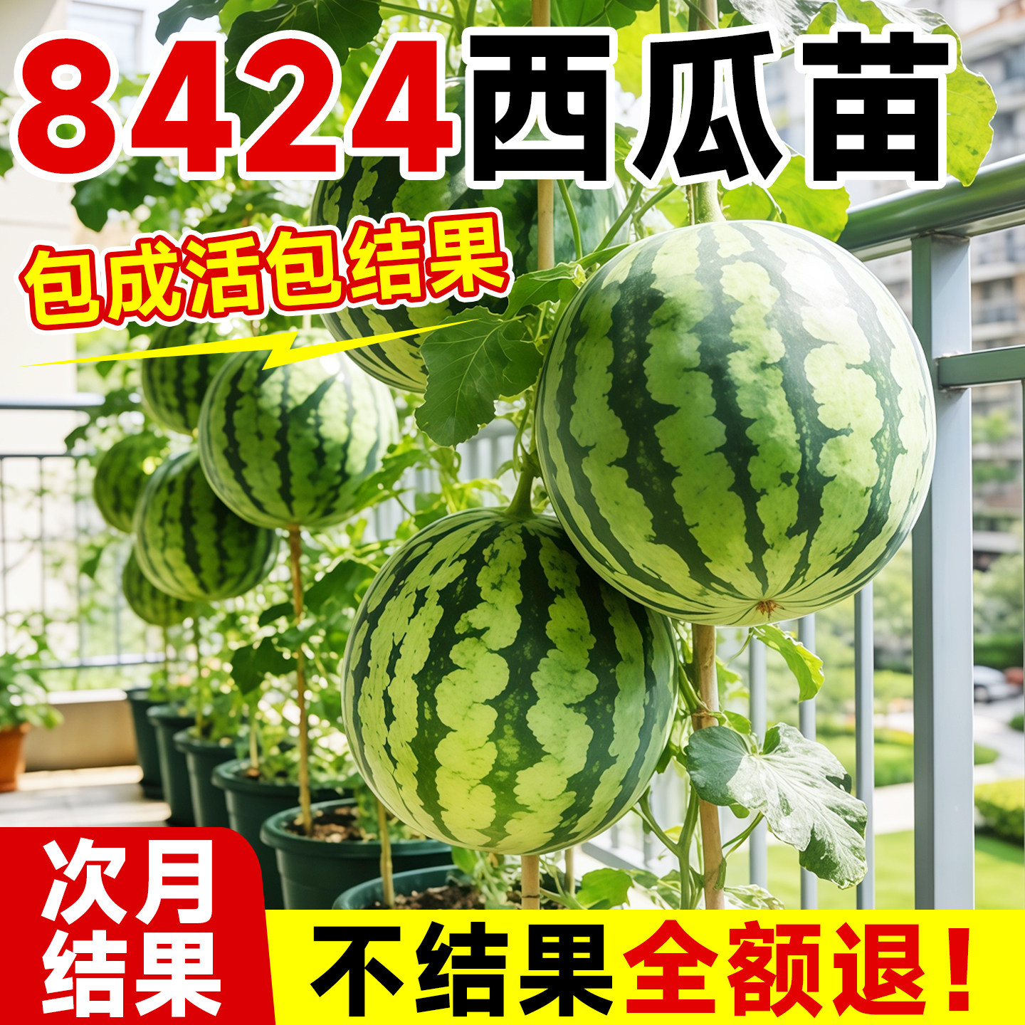 8424西瓜苗秧嫁接麒麟大西瓜盆栽种籽南方无籽西瓜水果蔬菜苗秧苗