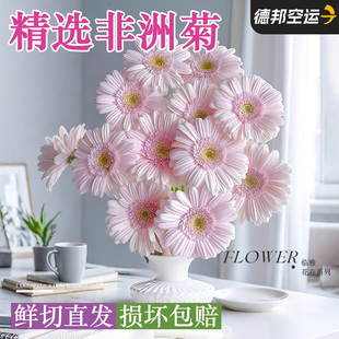 非洲菊鲜花卉鲜切花束云南基地直发水培插花期长家用室内装饰好养