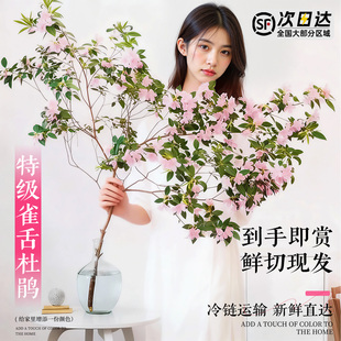 雀舌杜鹃水培植物室内水养鲜切绿植花卉好养高大马醉木吊钟树枝条