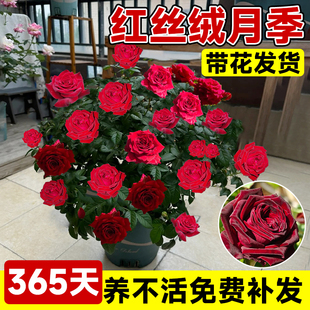 红丝绒月季盆栽棒棒糖四季特大花浓香花苗绿植物开花阳台室内花卉