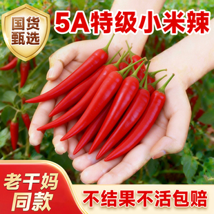 小米椒盆栽特大高产辣椒苗甜椒灯笼椒太空椒秧苗蔬菜苗高产四季