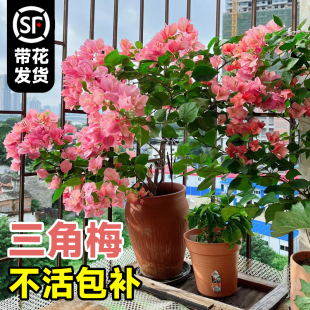 精品三角梅盆栽帶花苞發(fā)貨老樁不甜西瓜室內(nèi)陽臺花卉四季 漳紅纓苗