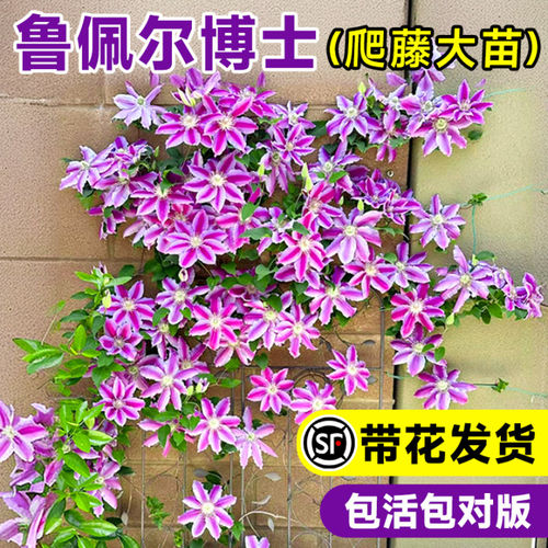 铁线莲鲁佩尔博士大苗带花苞盆栽