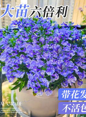 六倍利盆栽花卉绿植半边莲草花室内阳台庭院耐寒植物四季好养易活