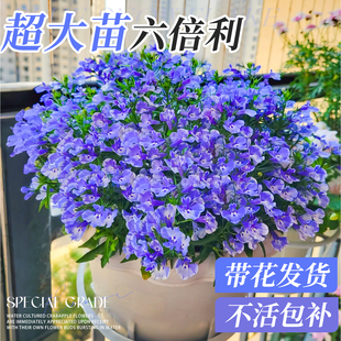 六倍利盆栽花卉绿植半边莲草花室内阳台庭院耐寒植物四季好养易活