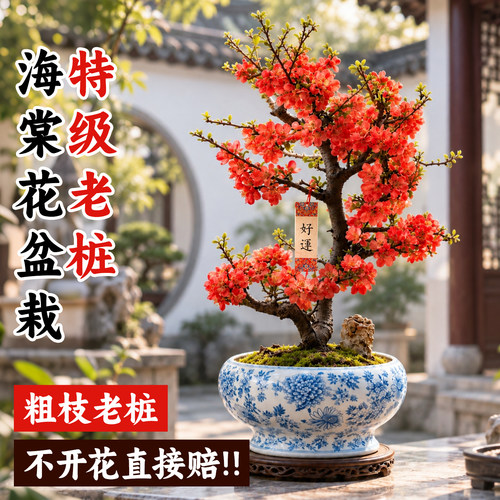 【包成活到开花】5A级海棠花盆栽