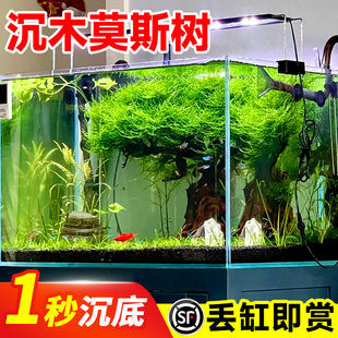 莫斯树活体水草懒人沉木鱼缸造景迎客松造型单头莫斯树成品新手
