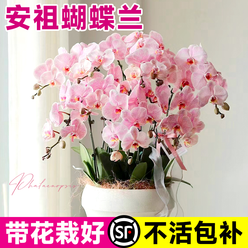 蝴蝶兰盆栽带花苞室内客厅进口年宵花卉植物鲜花大花苗轻奢高级感