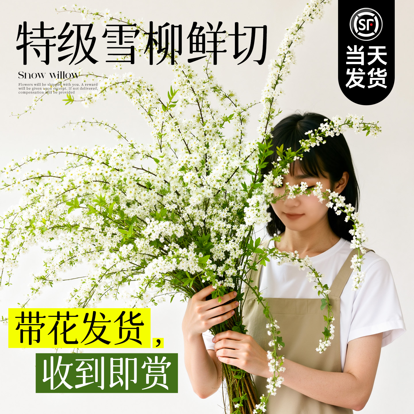 【带花发货】特级鲜切雪柳