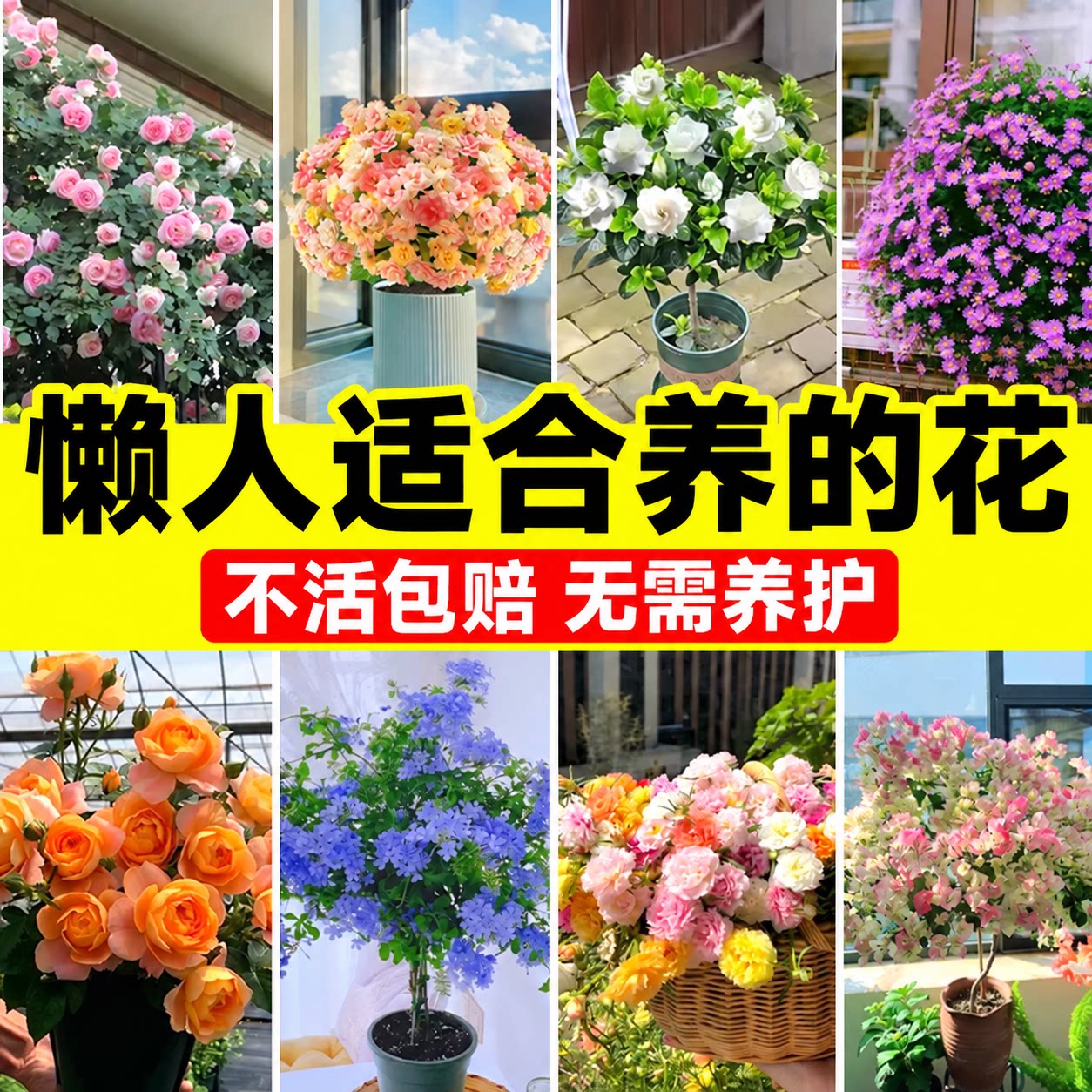 懒人适合养的花庭院四季植物阳台月季绿植室内盆栽太阳花卉三角梅
